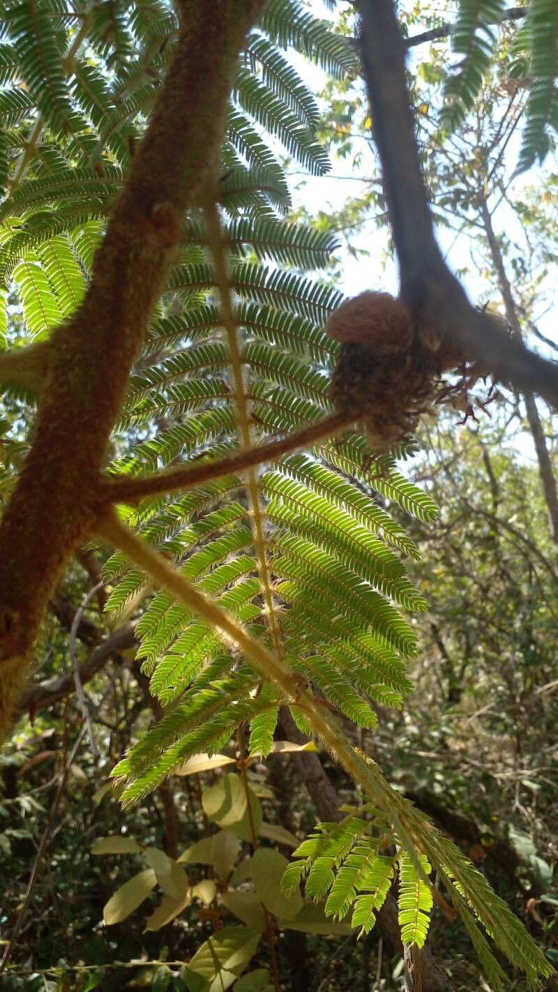 Mimosa setosissima — search result for 'Mimosa'