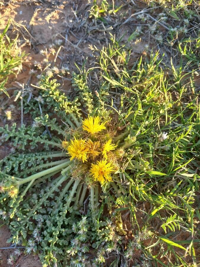 Centaurea glomerata — houseplant care guide