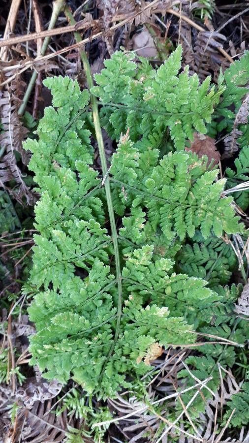 Woodsia alpina — houseplant care guide