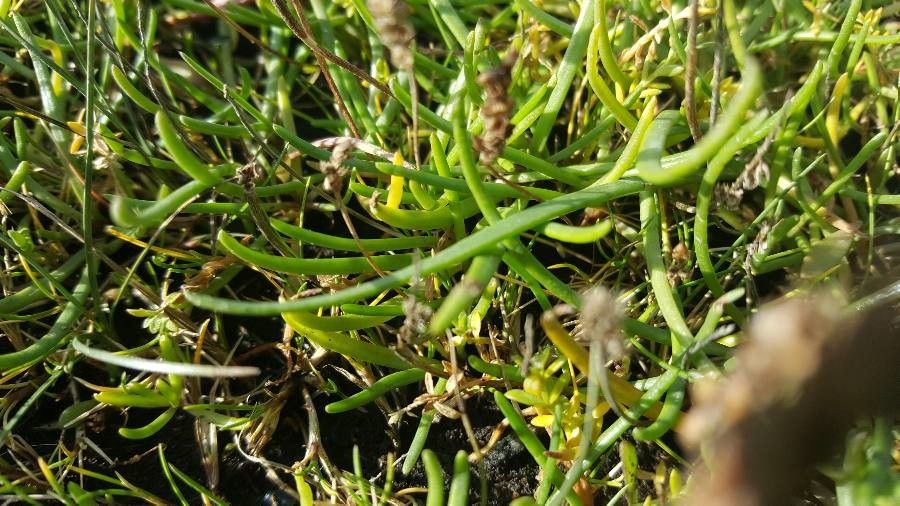 Plantago maritima — search result for 'Plantago'