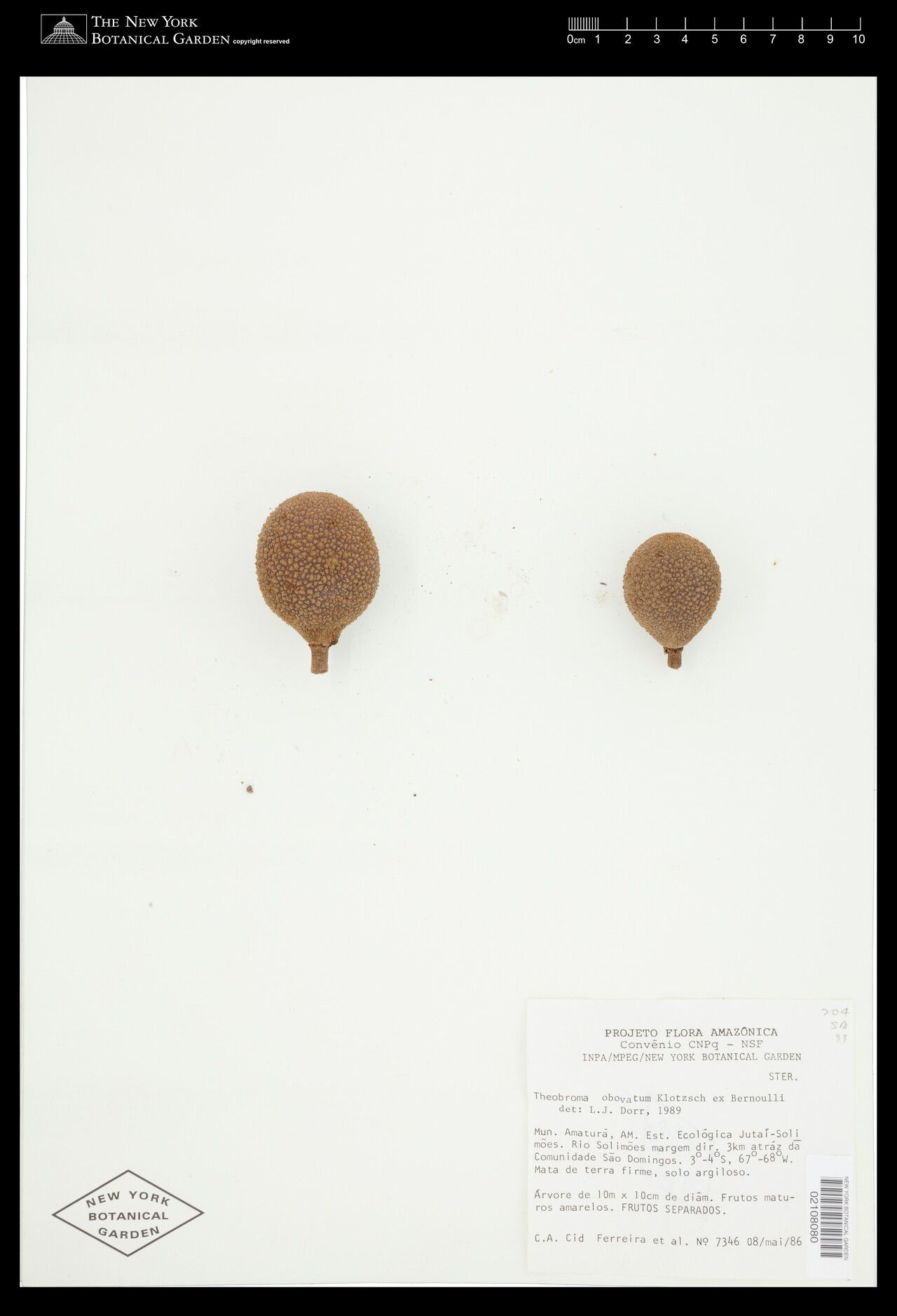 Theobroma obovatum fruit