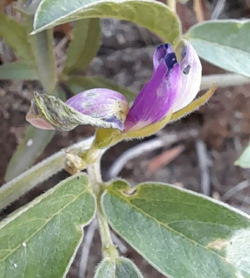Cologania broussonetii flower