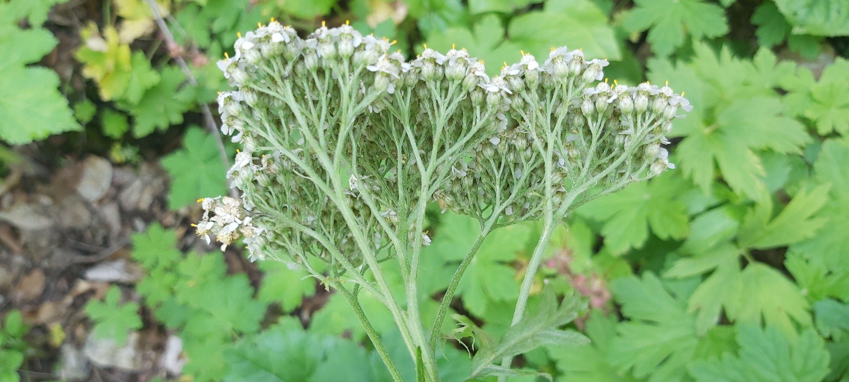 Achillea grandifolia — search result for 'Achillea'