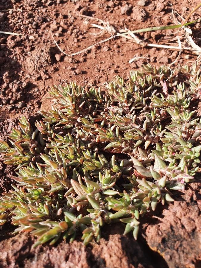 Portulaca foliosa — houseplant care guide