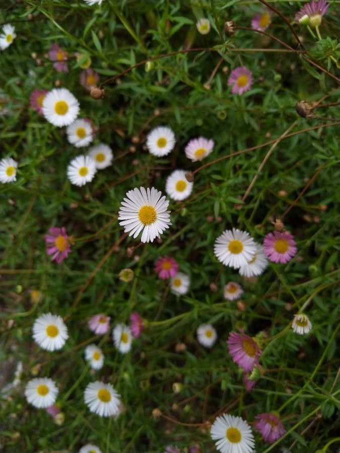 Erigeron leucanthemifolius — search result for 'Erigeron'