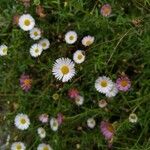 Erigeron leucanthemifolius