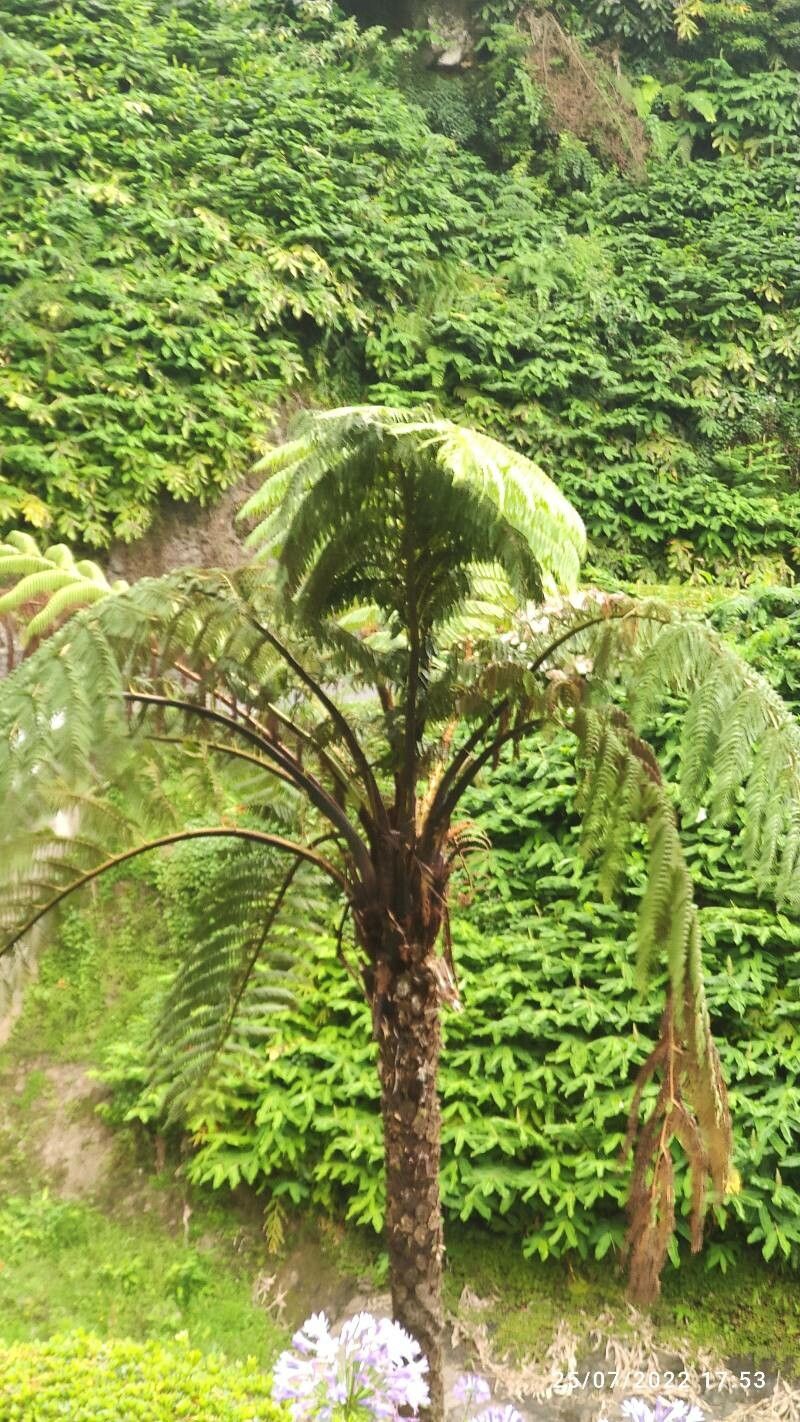 Alsophila stelligera — houseplant care guide