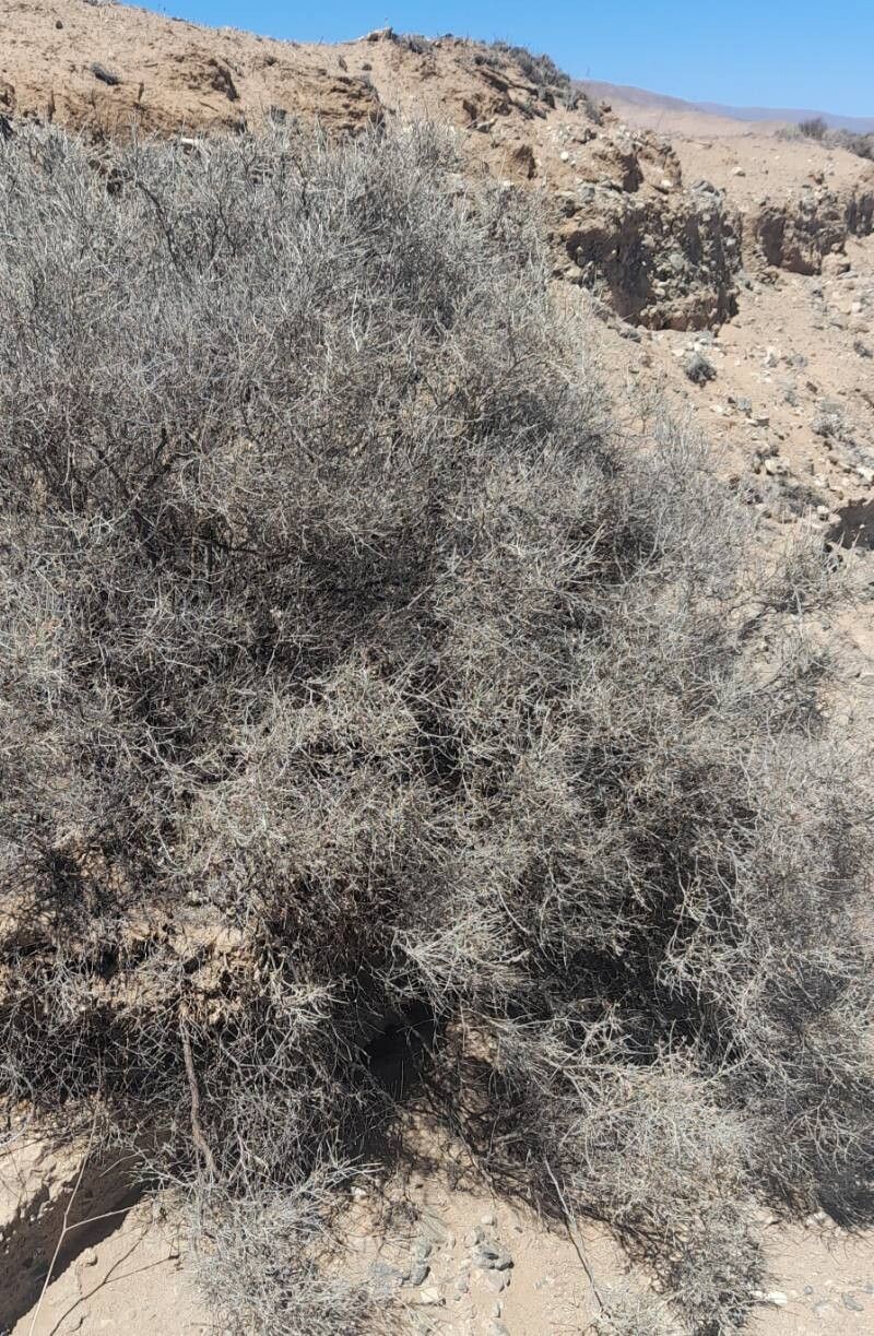 Adesmia argentea habit