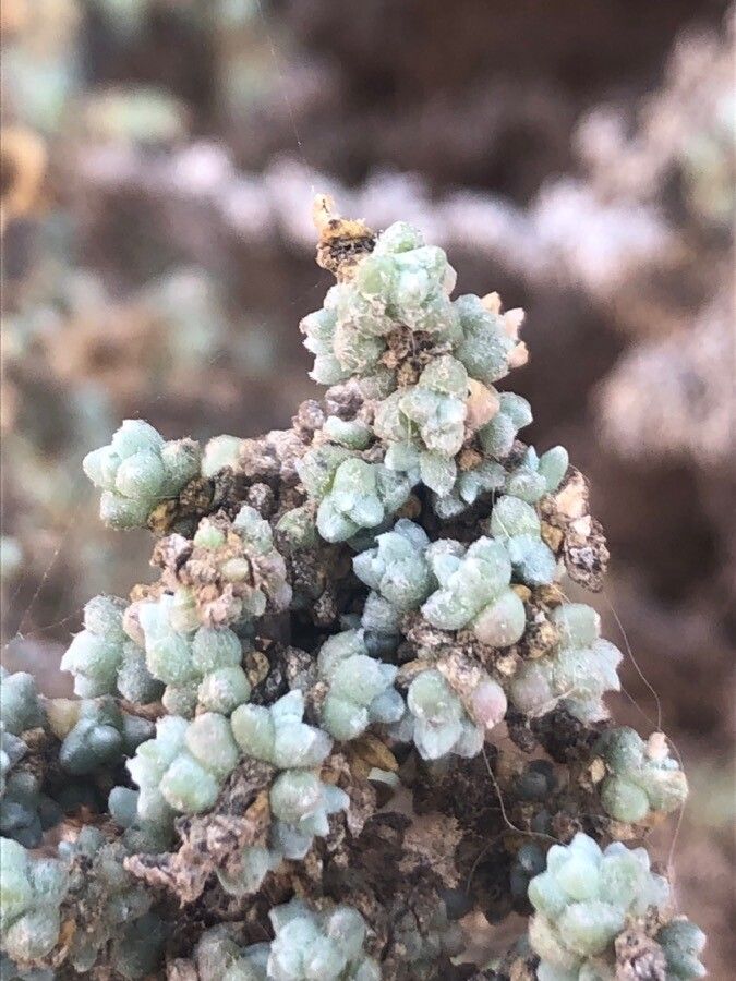 Caroxylon vermiculatum leaf