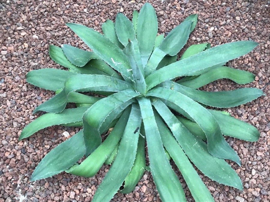 Agave colorata — houseplant care guide