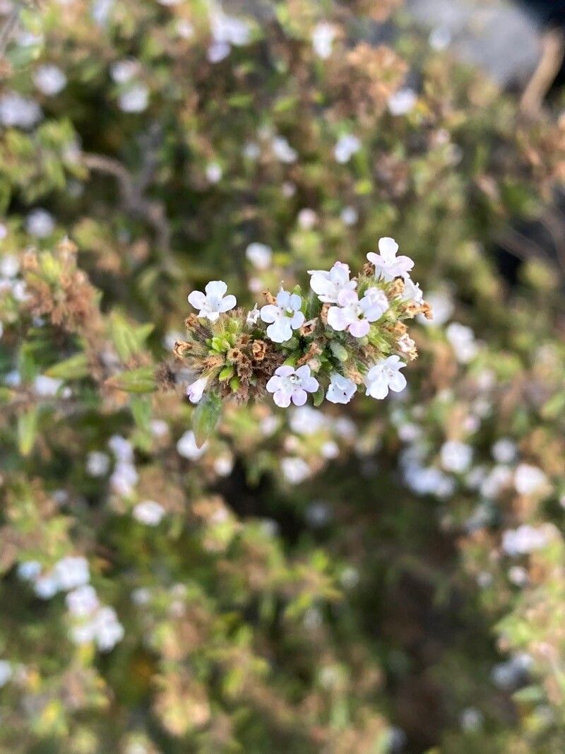 Micromeria herpyllomorpha flower