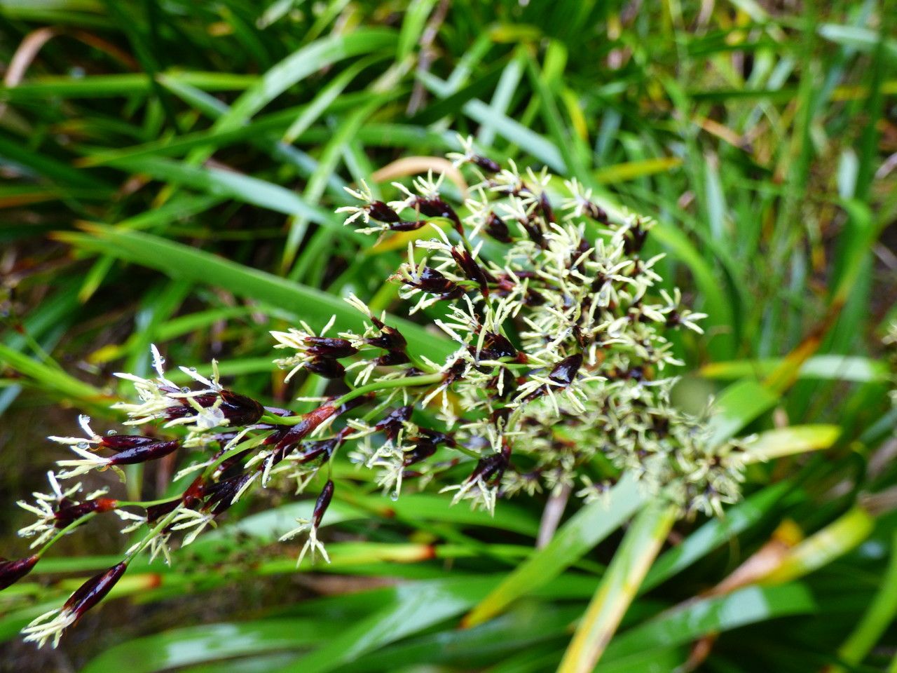 Machaerina iridifolia flower