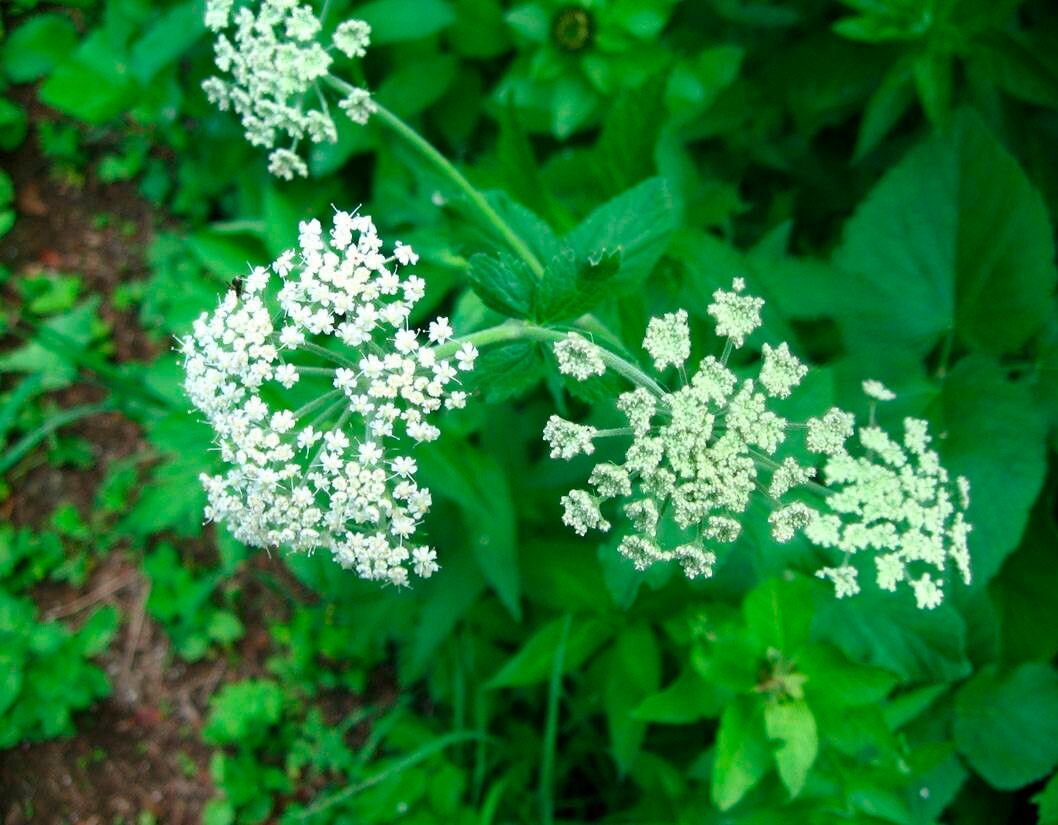 Heracleum platytaenium flower