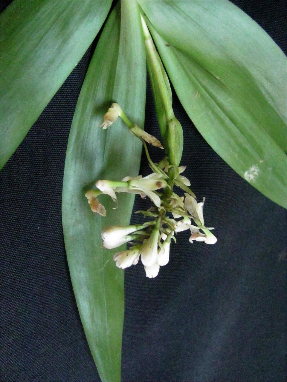 Epidendrum resectum — search result for 'Epidendrum'