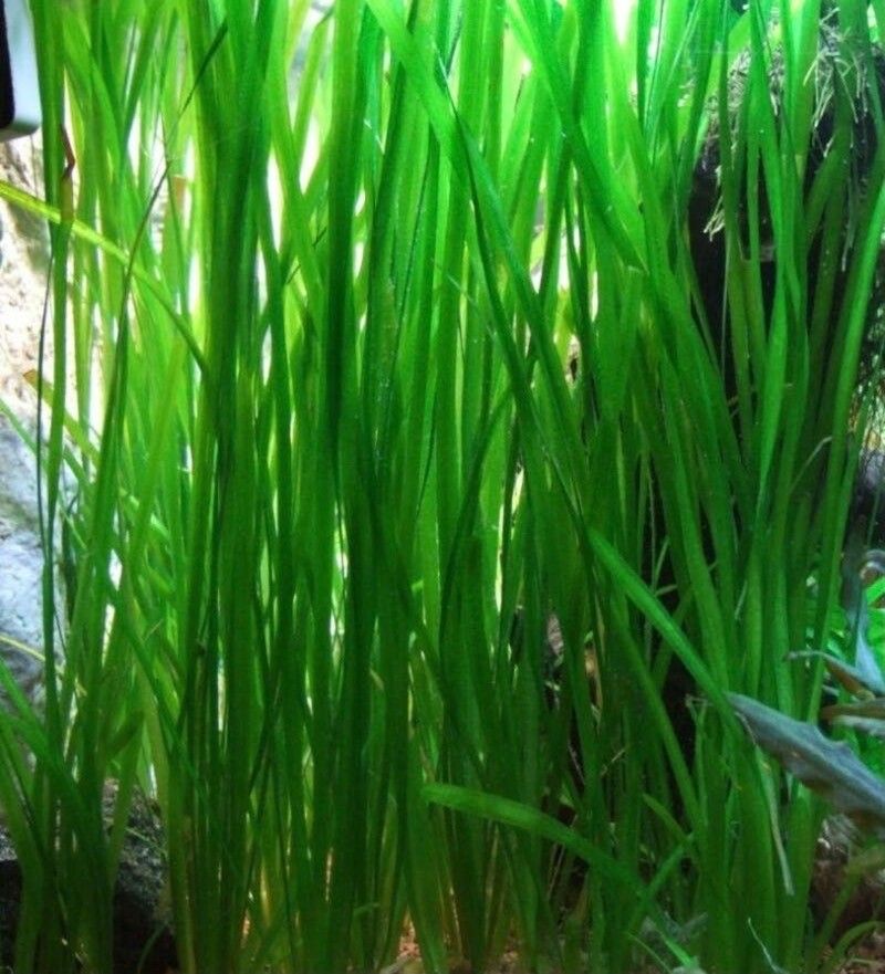Vallisneria americana