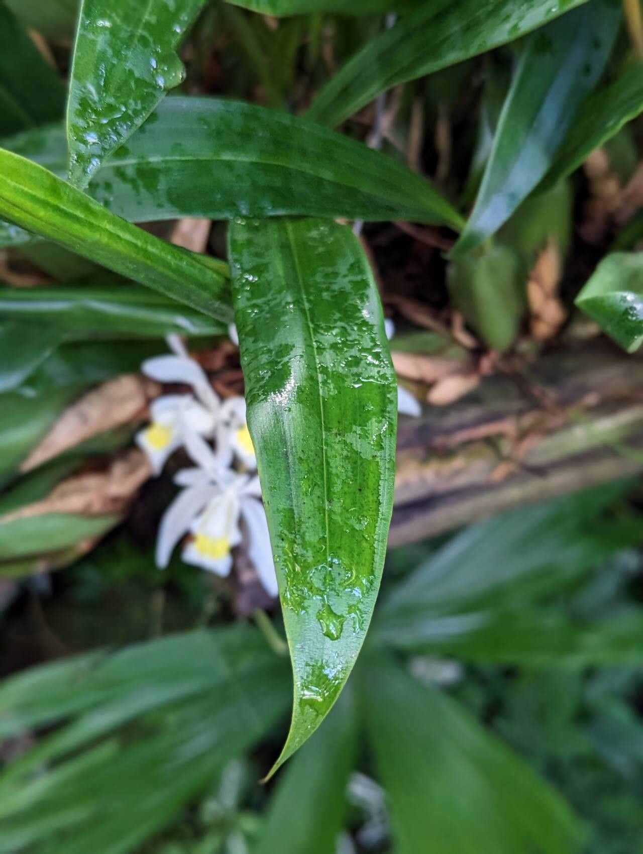 Coelogyne foerstermannii leaf