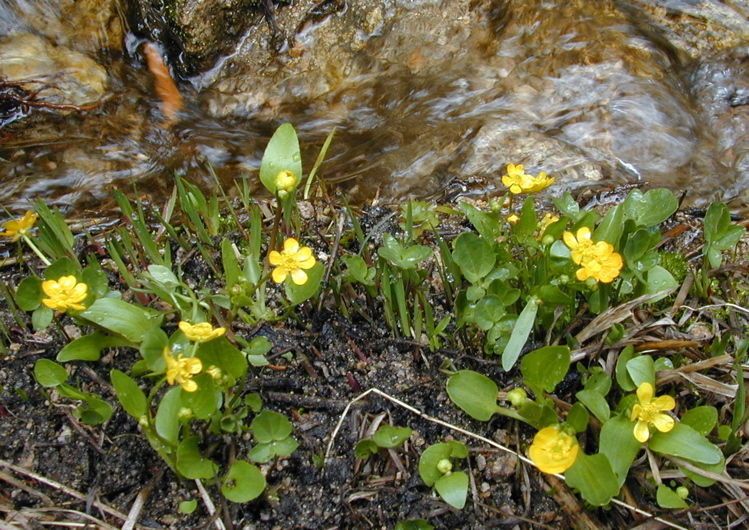 Ranunculus alismifolius habit