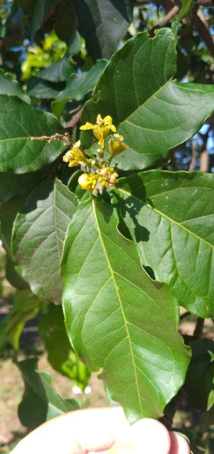 Bunchosia armeniaca flower