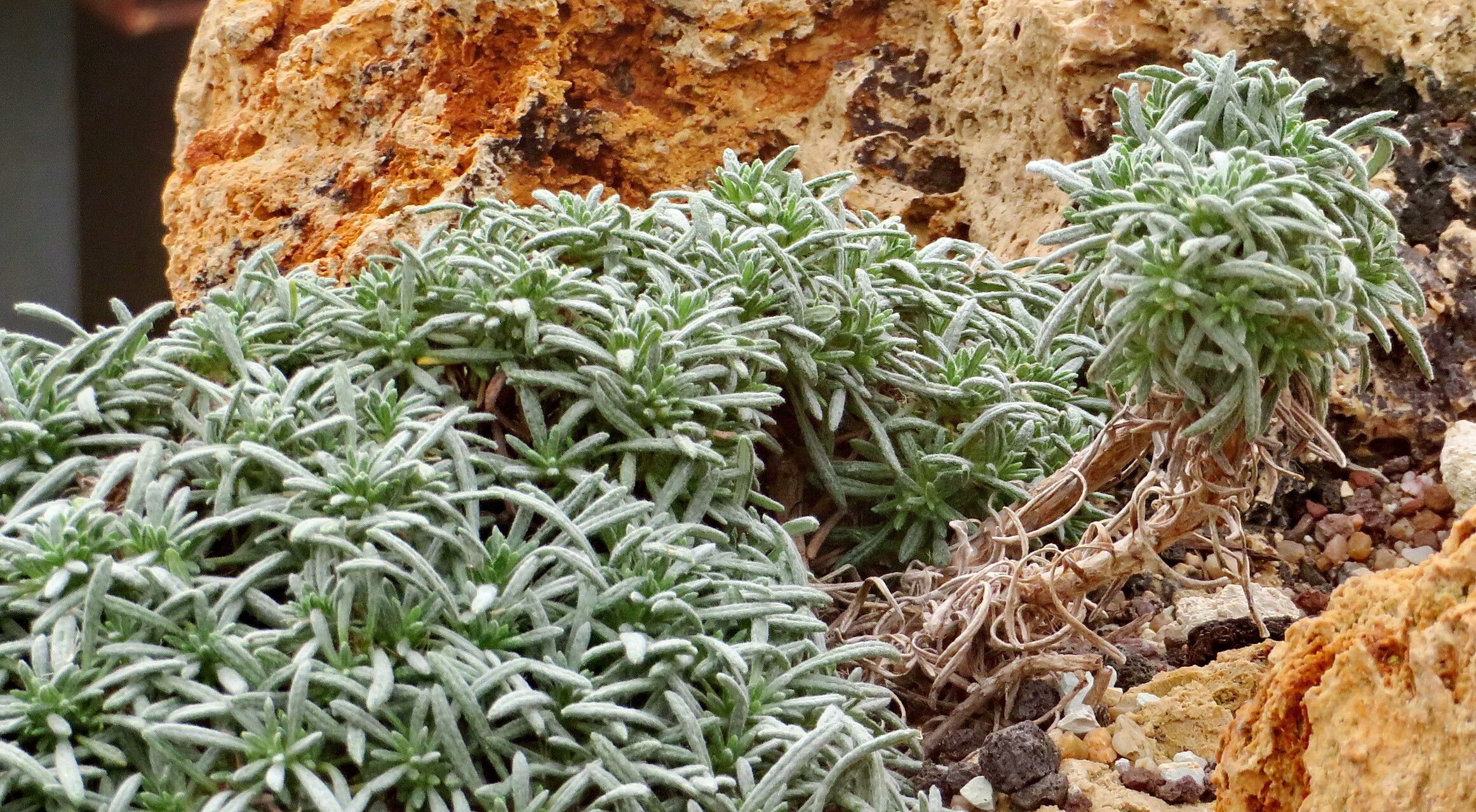 Phagnalon bicolor leaf