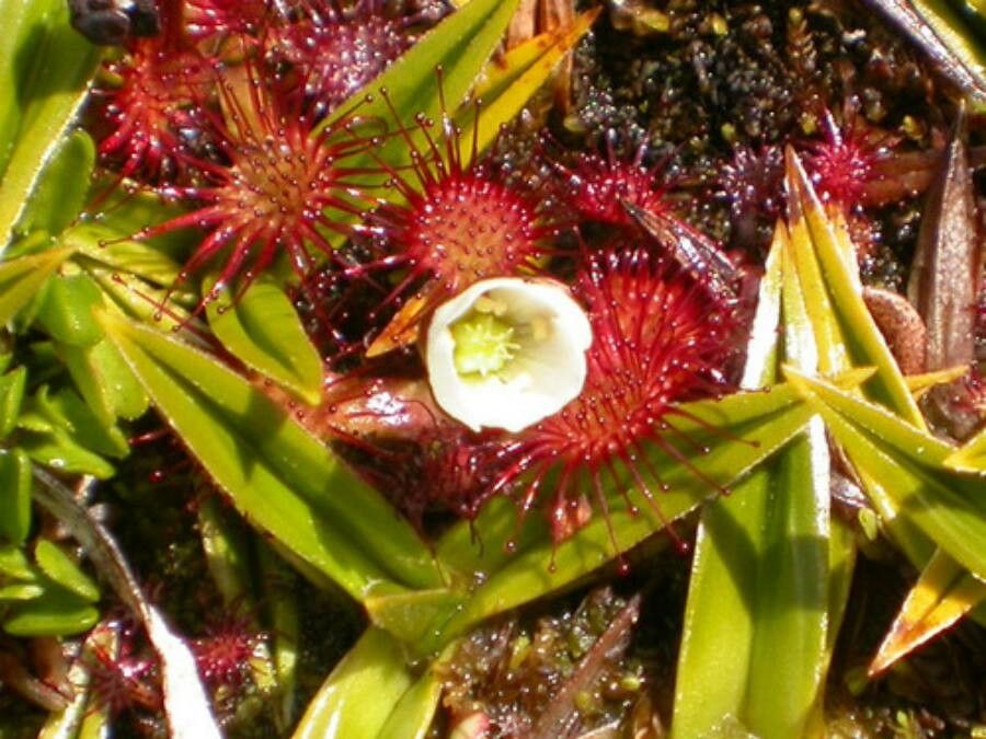 Drosera uniflora flower