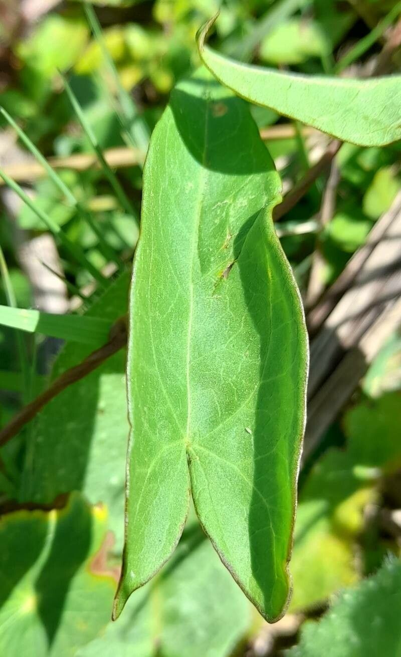Calystegia inflata