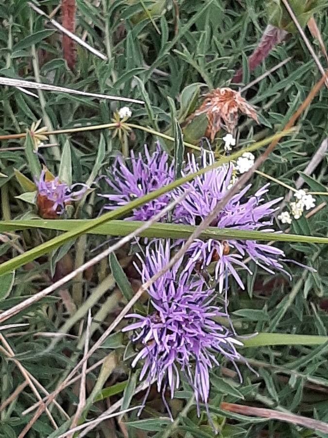 Phyteuma scheuchzeri flower