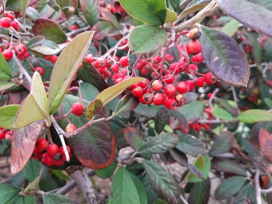 Cotoneaster lacteus fruit