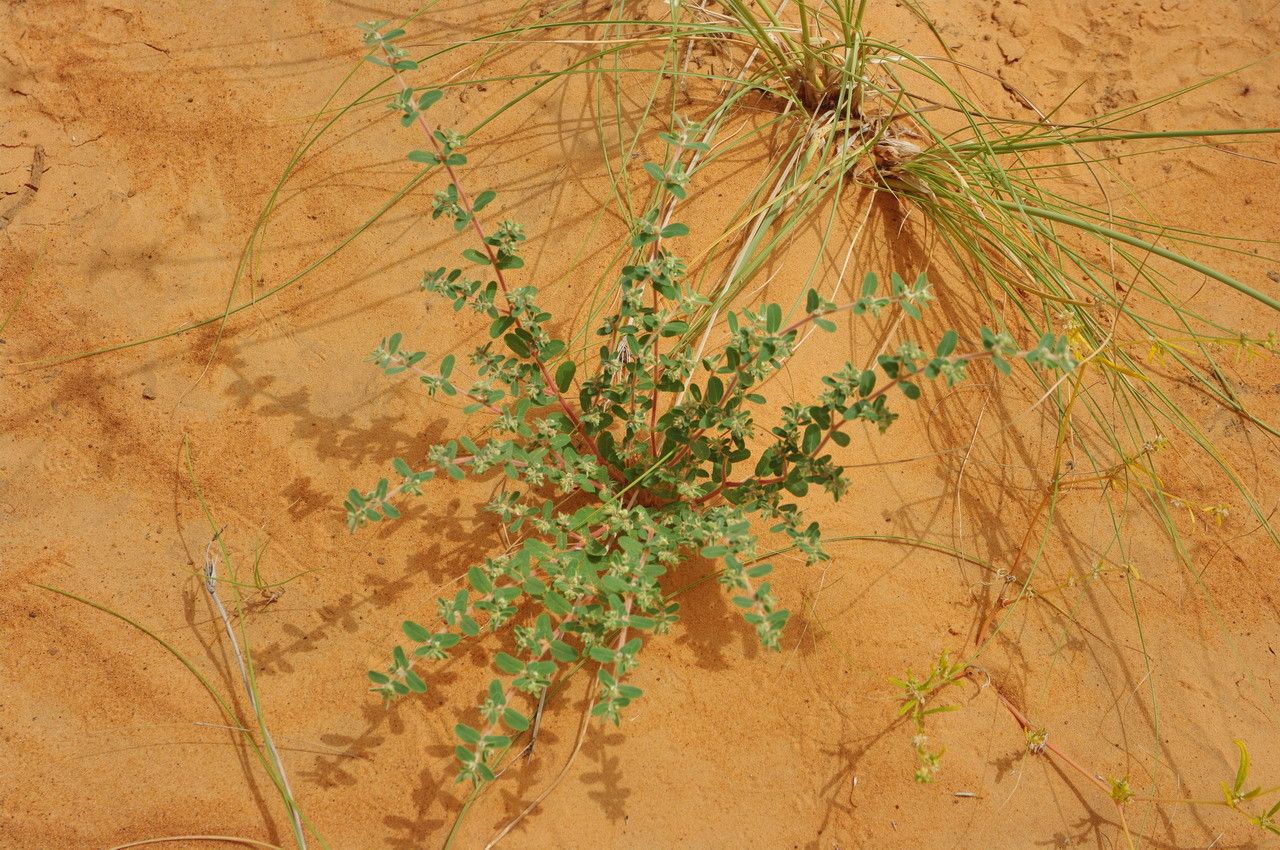 Euphorbia scordiifolia habit