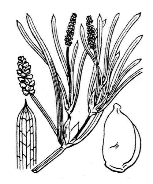 Potamogeton compressus other