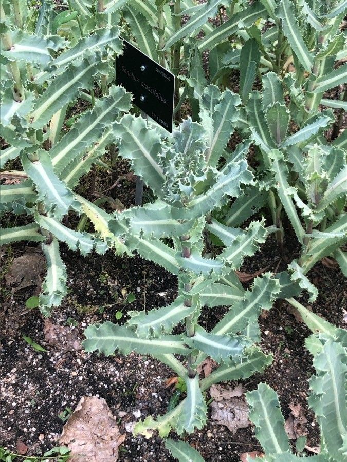 Sonchus crassifolius — search result for 'Sonchus'