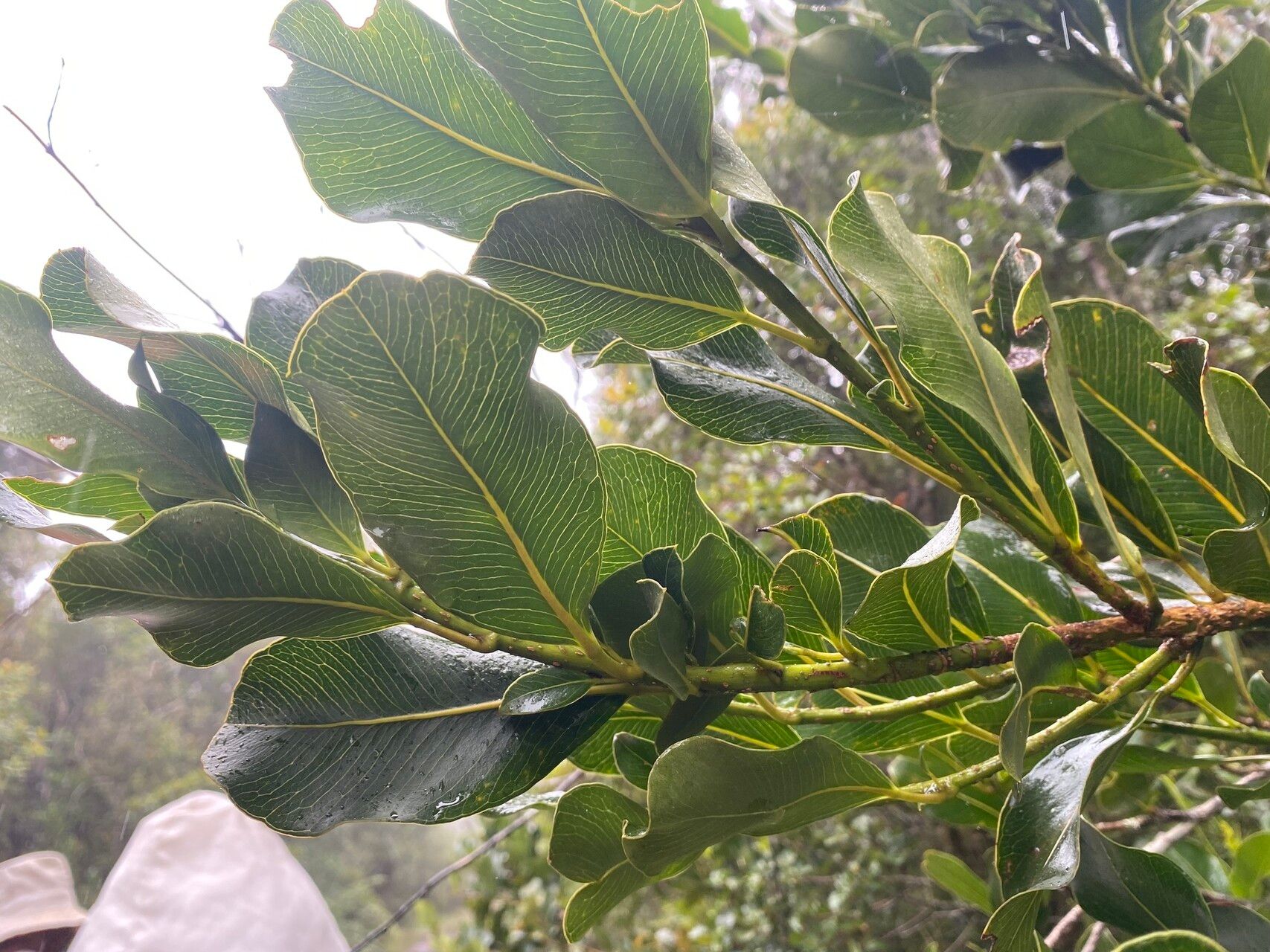 Astropanax monophyllus leaf