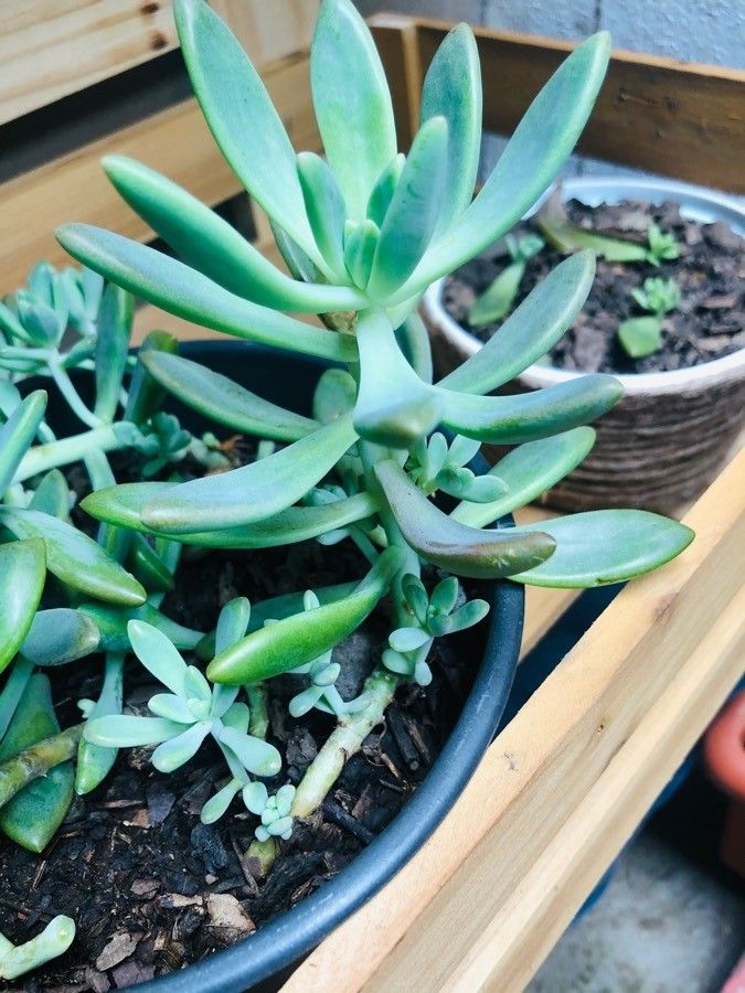 Pachyphytum bracteosum flower