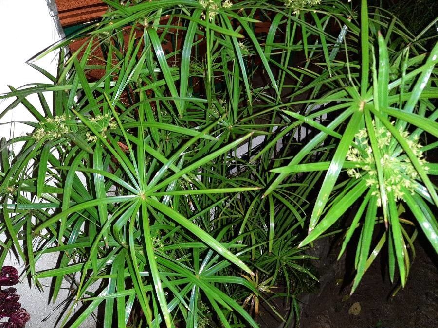 Cyperus involucratus