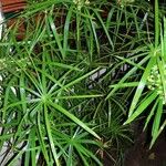 Cyperus involucratus