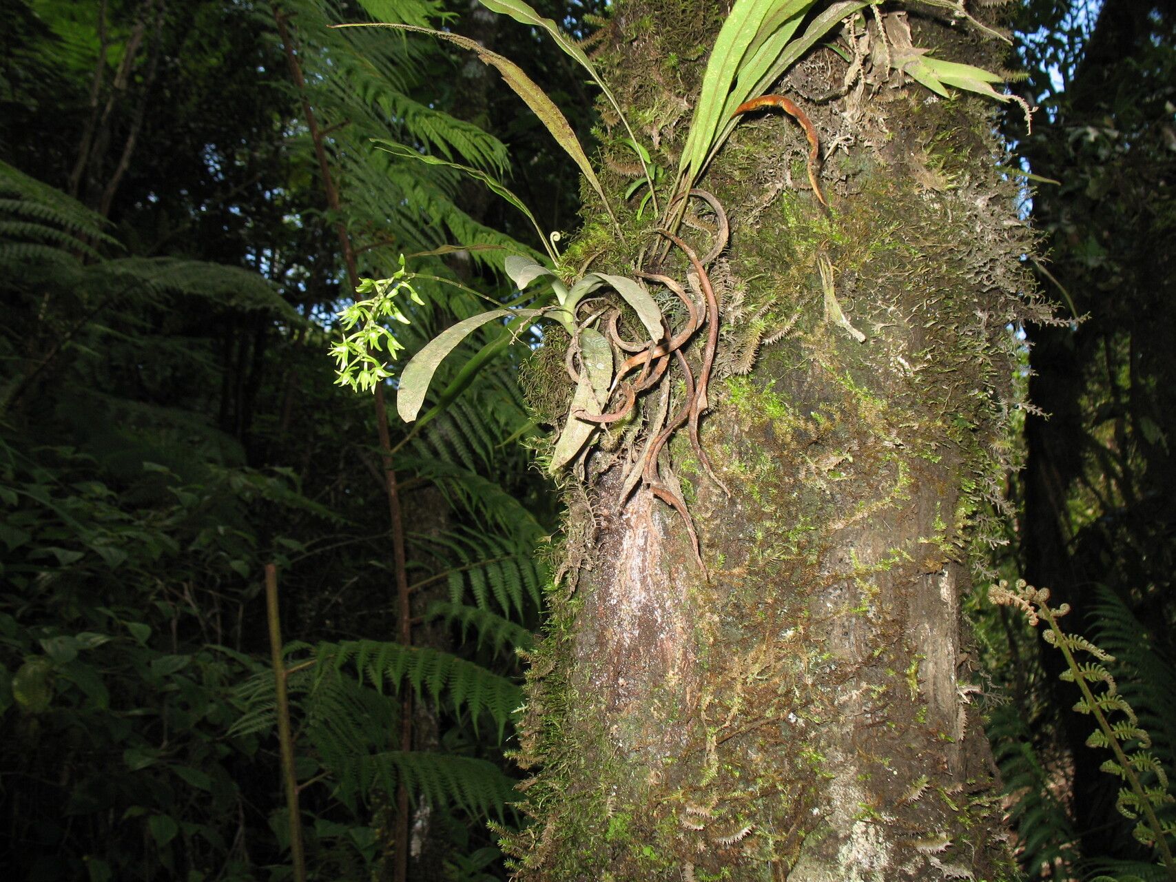 Angraecopsis trifurca — houseplant care guide