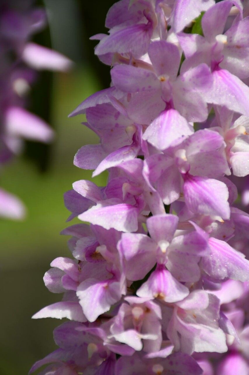 Aerides rosea flower