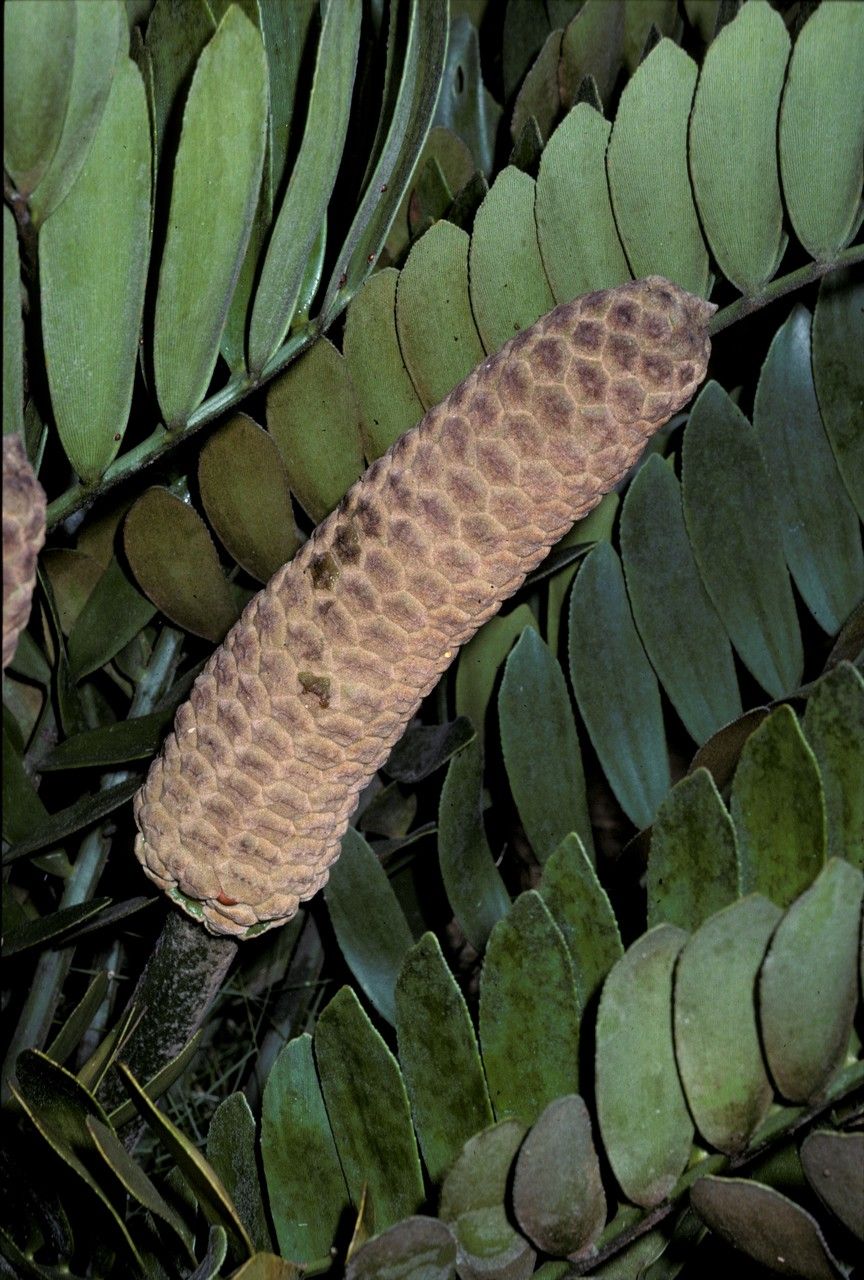 Zamia pumila fruit