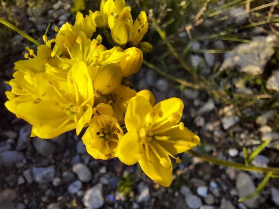 Haplophyllum linifolium flower
