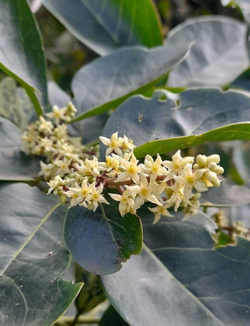 Citronella mucronata flower