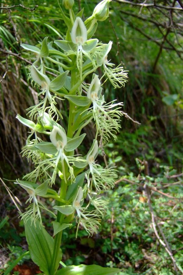 Platanthera lacera flower