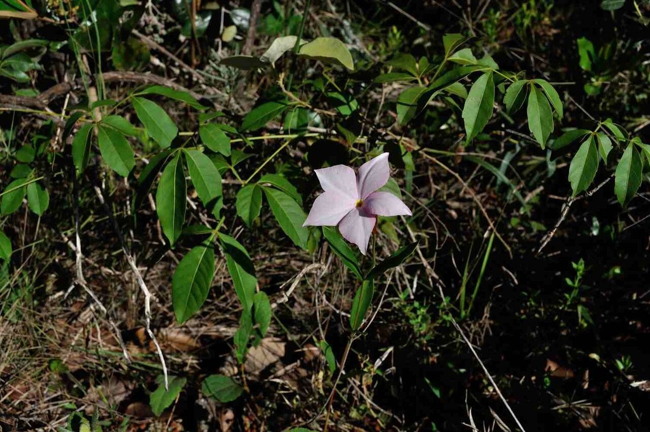 Mandevilla novocapitalis habit