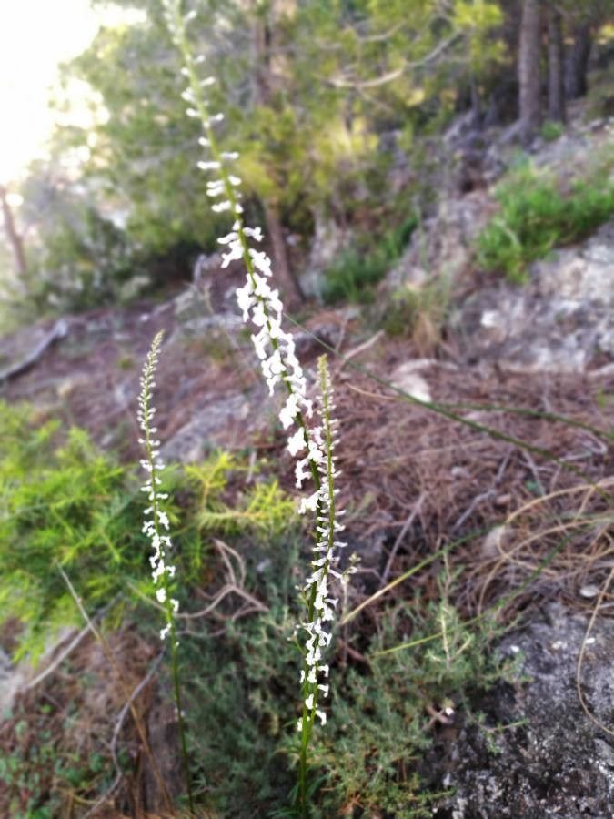 Anarrhinum laxiflorum flower