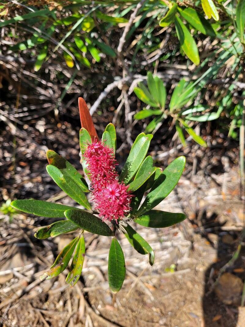 Cunonia purpurea flower