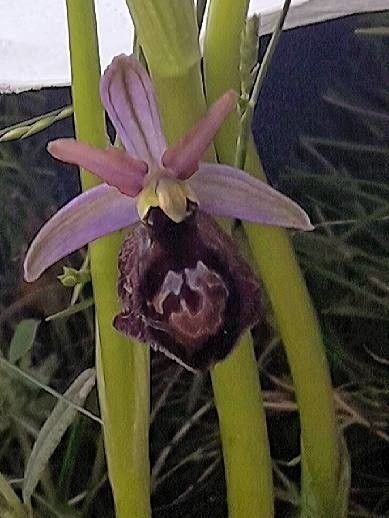 Ophrys bertolonii flower