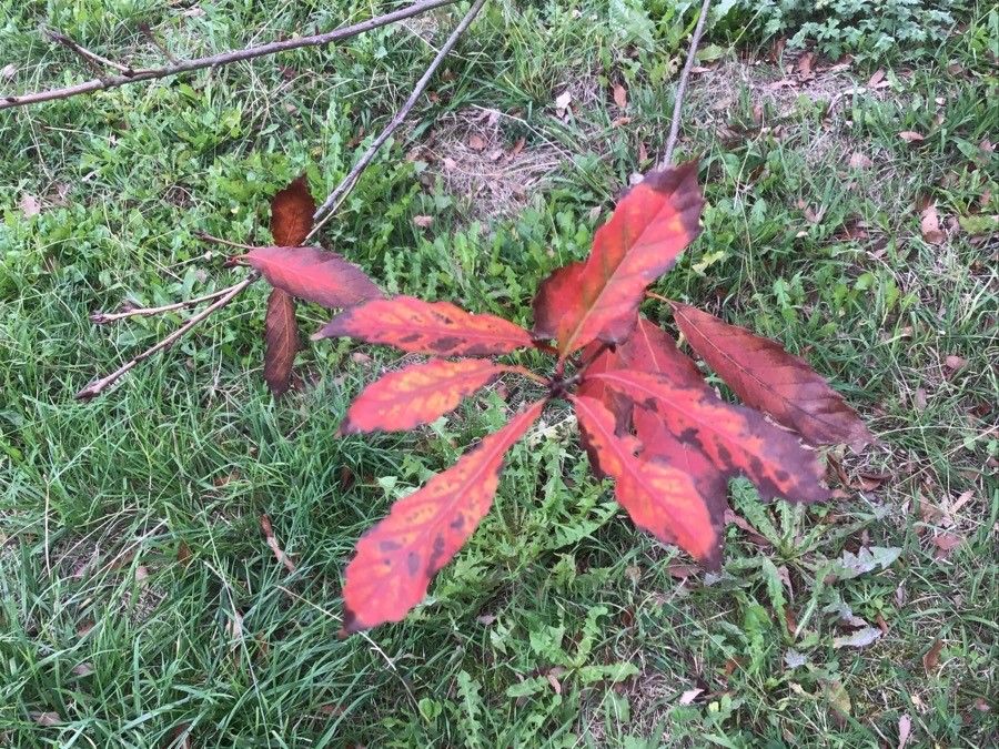 Quercus serrata leaf