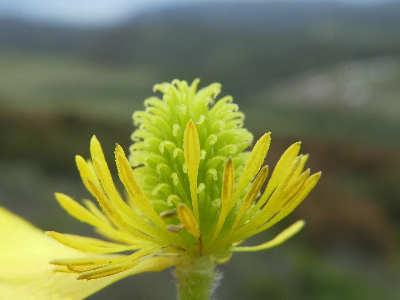 Ranunculus monspeliacus fruit