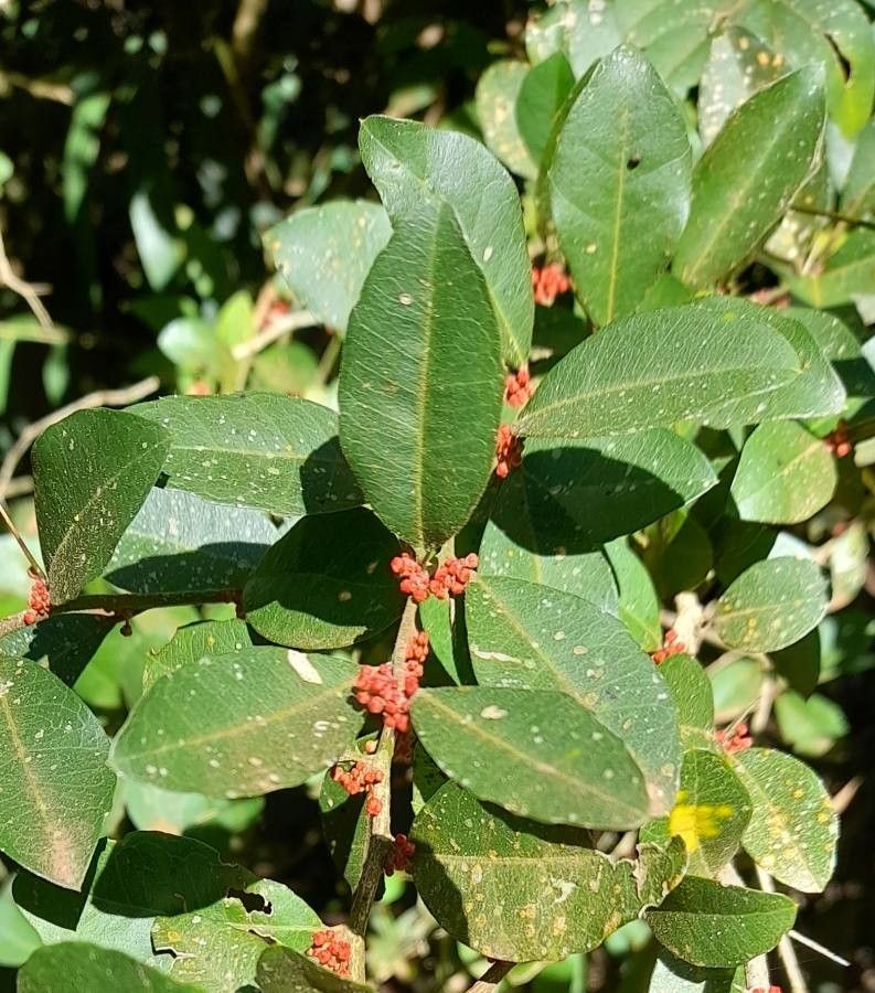 Castela tweediei — related species from the same genus