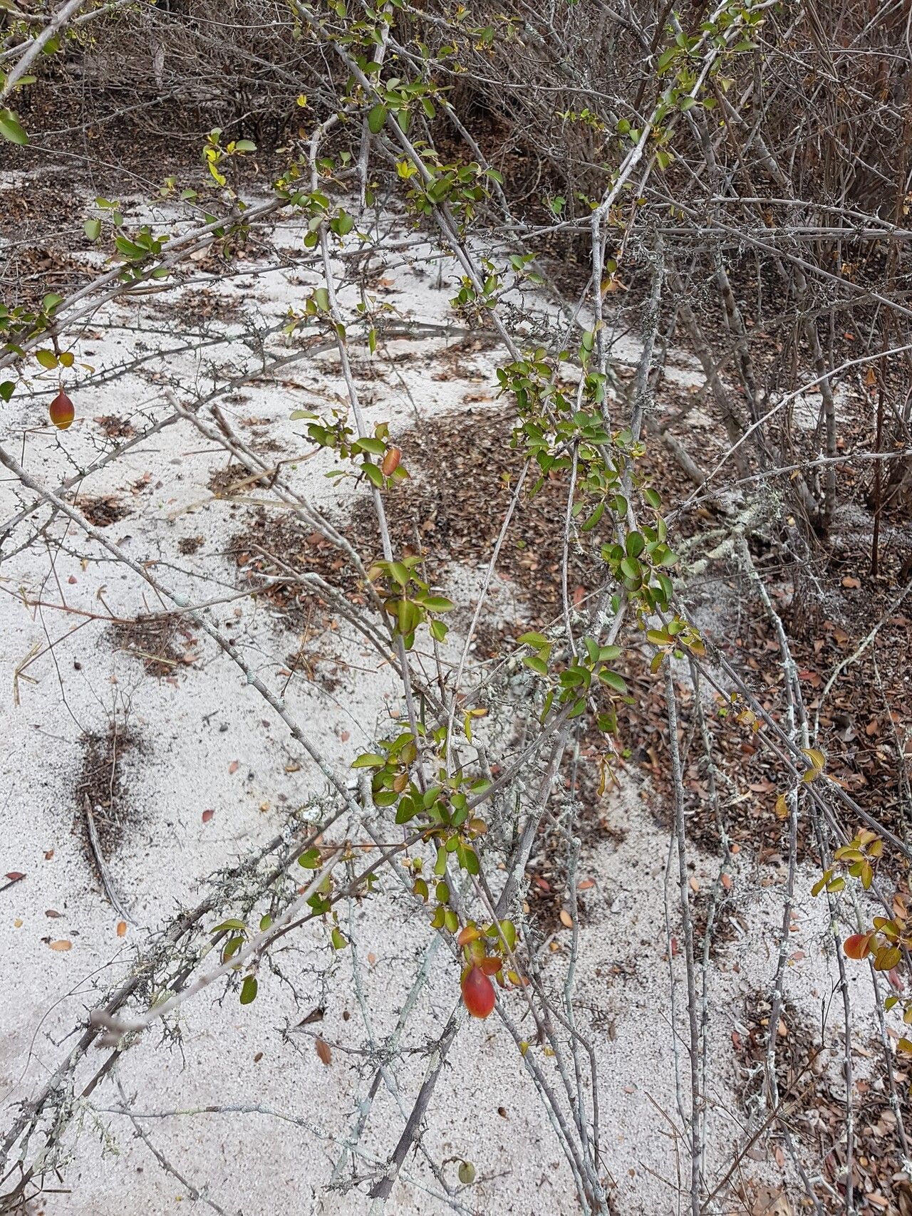 Combretum longicollum habit