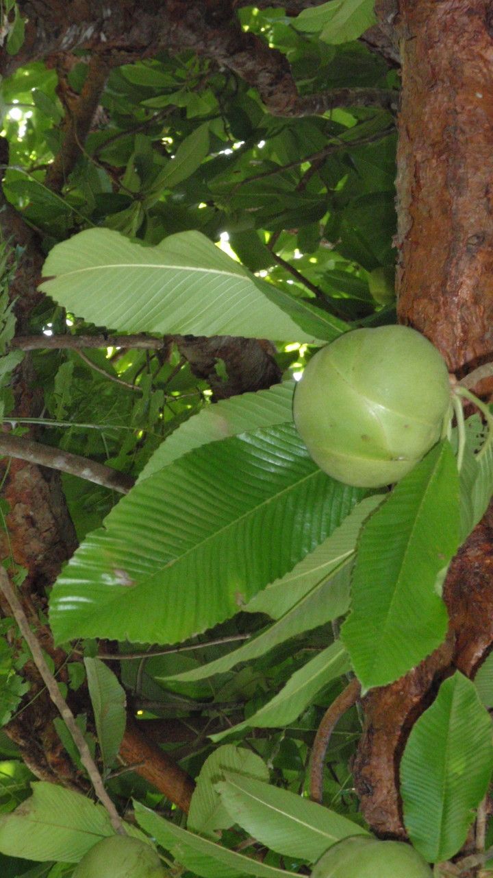 Dillenia indica fruit