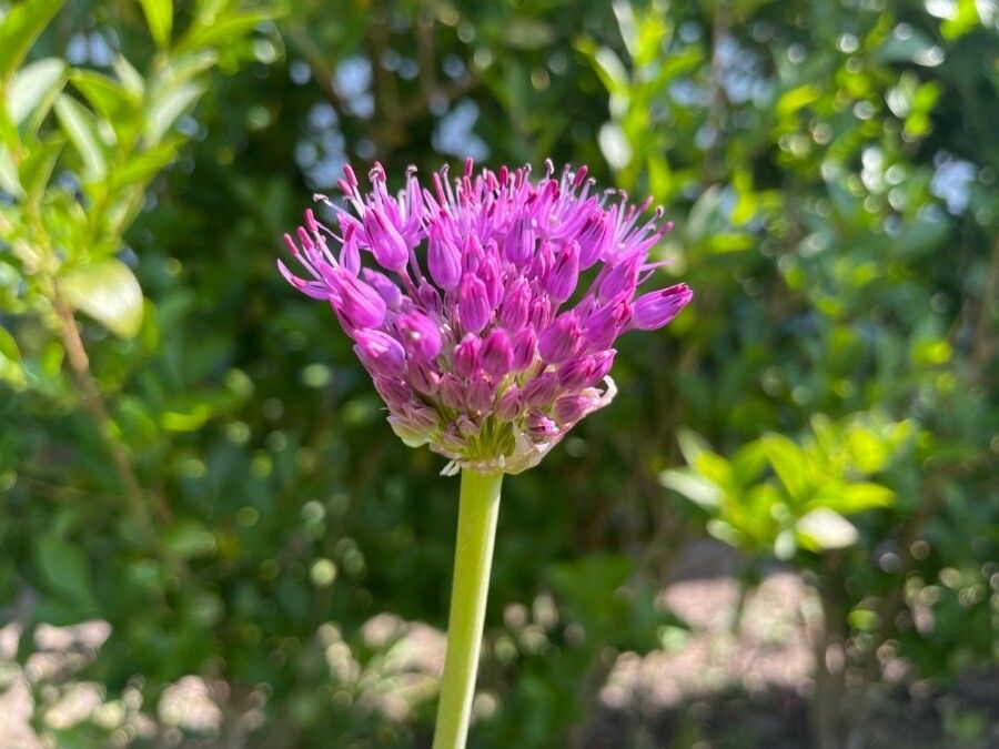 Allium pyrenaicum flower